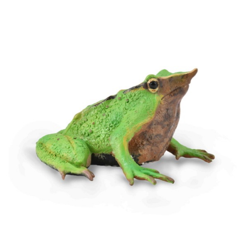 컬렉타 다윈 개구리