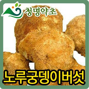 노루궁뎅이버섯 중국산 300g