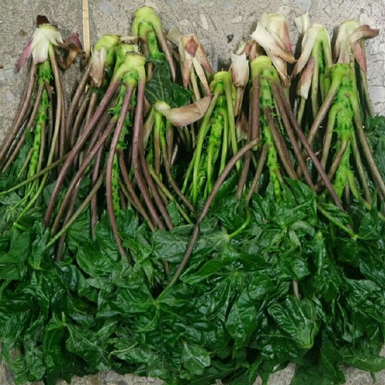 엄나무순 1kg (1개)_이미지