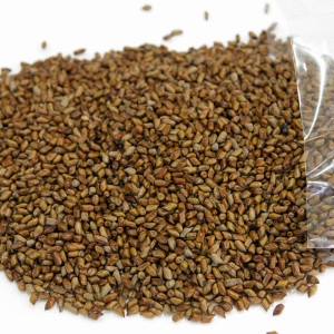 쪽빛누리 자연파 결명자 초결명 볶은 결명자차 3kg 대용량