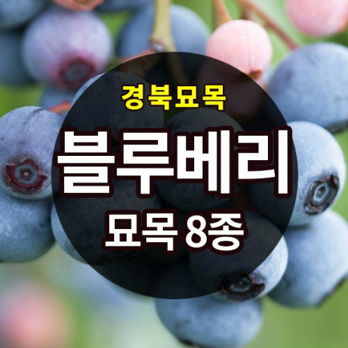 �԰�Ϲ����� ���纣�� ����