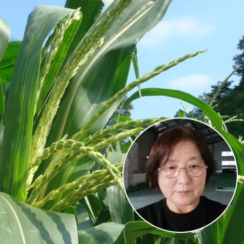 친환경팔도 괴산 공정임님의 급냉 찰옥수수 중 (15개)_이미지