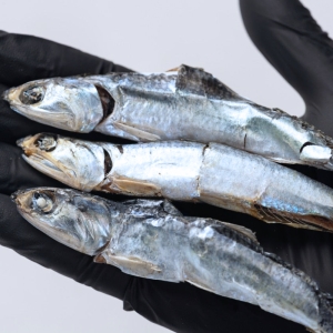 대한민국농수산 국내산 멸치 국산 국물 멸치 국멸치 신선멸치 국물용 대멸치 1.5kg