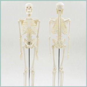 인체 골격 모형 45cm R 골격축소 모형이미지입니다. 누르면 해당 게시물로 새창이동합니다.