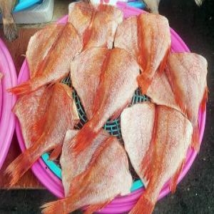 죽도시장 반건조 생선 손질 열기 장문볼락 8미_이미지