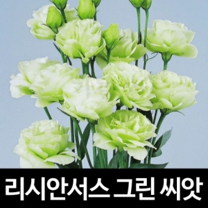 그린 리시안셔스 씨앗 리시안서스 종자 꽃씨 씨 10알_이미지