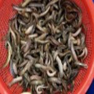 활미꾸라지(추어탕용) 1kg