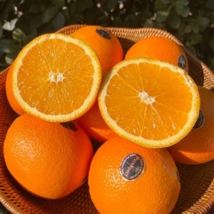 퓨어스펙 오렌지 특대과 7과