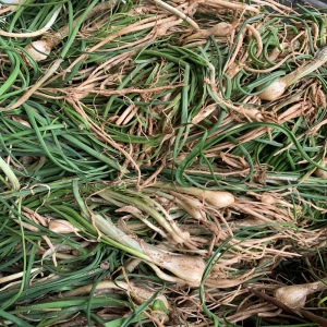 늘푸른NS 전라도 봄나물 달래 1kg (1개)_이미지