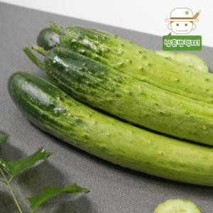 삼촌농장 수분 가득 백다다기 오이 특품 3kg이미지입니다. 누르면 해당 게시물로 새창이동합니다.