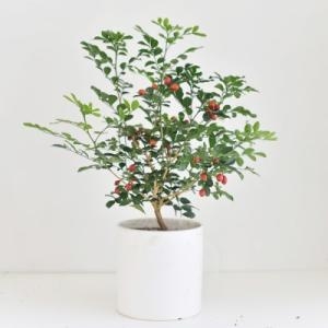 자스민 인테리어 공기정화 식물 화분