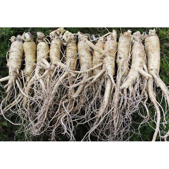 금산인삼 원수삼 대 최상 5호 750g (9~12뿌리)_이미지