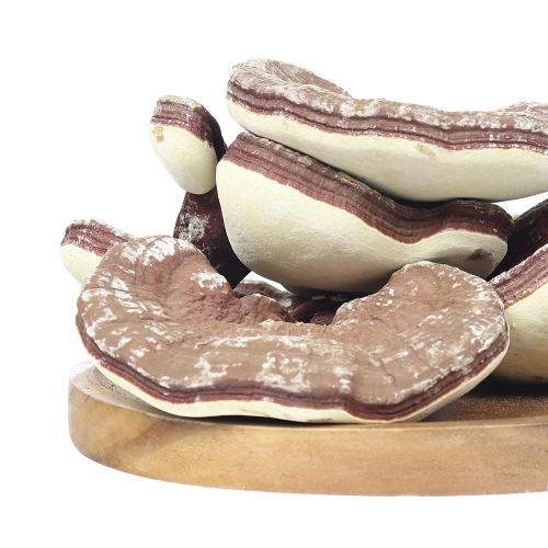 두손애약초 영지버섯 통 500g_이미지