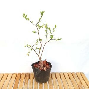 블루베리 묘목 나무 모종 화분 재배 키우기 결실주