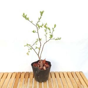 블루베리 <b>묘목</b> 나무 모종 화분 재배 키우기 결실주