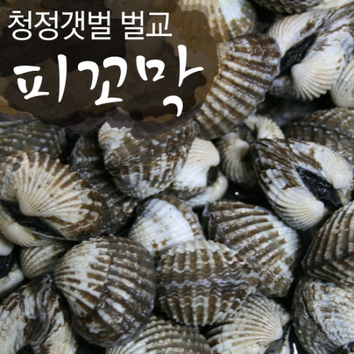 산지 명가일품 보성 벌교여자만 피꼬막  / 직송 ._이미지