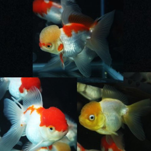 황금달수족관 ㅤ볼 오란다 (8cm내외) (3마리)_이미지