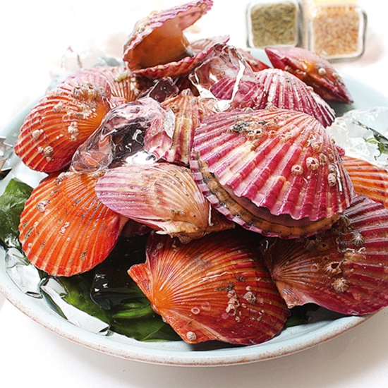 경상도수산 통영 홍가리비 20~25개(마리) 1kg (1개)_이미지