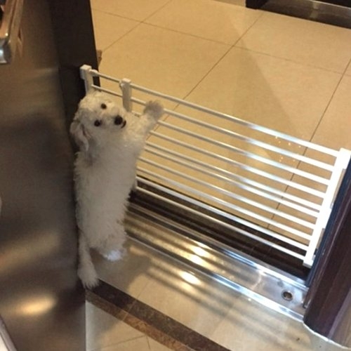 모나코올리브 길이조절 애견 강아지 울타리 도어펜스_이미지